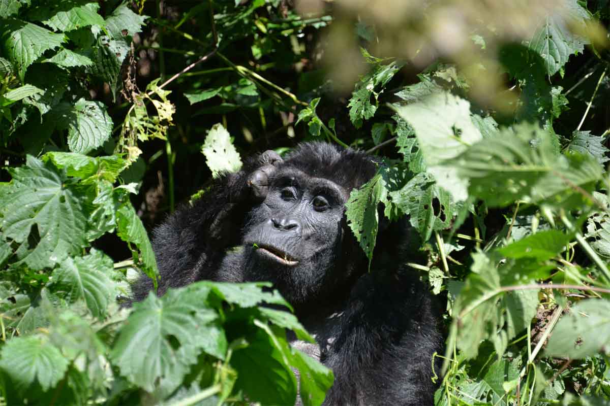 Classic Uganda Safari Buhoma Lodge