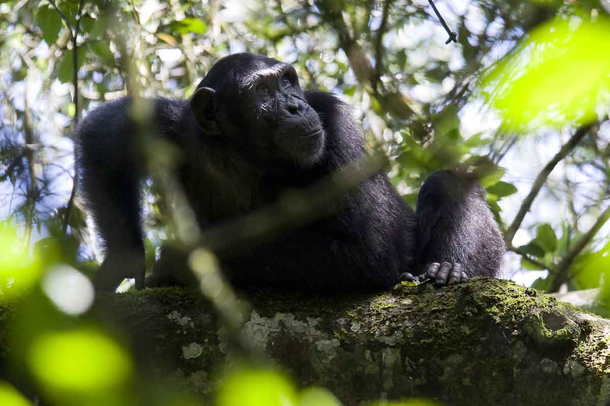 Classic Uganda Safari Primate Lodge