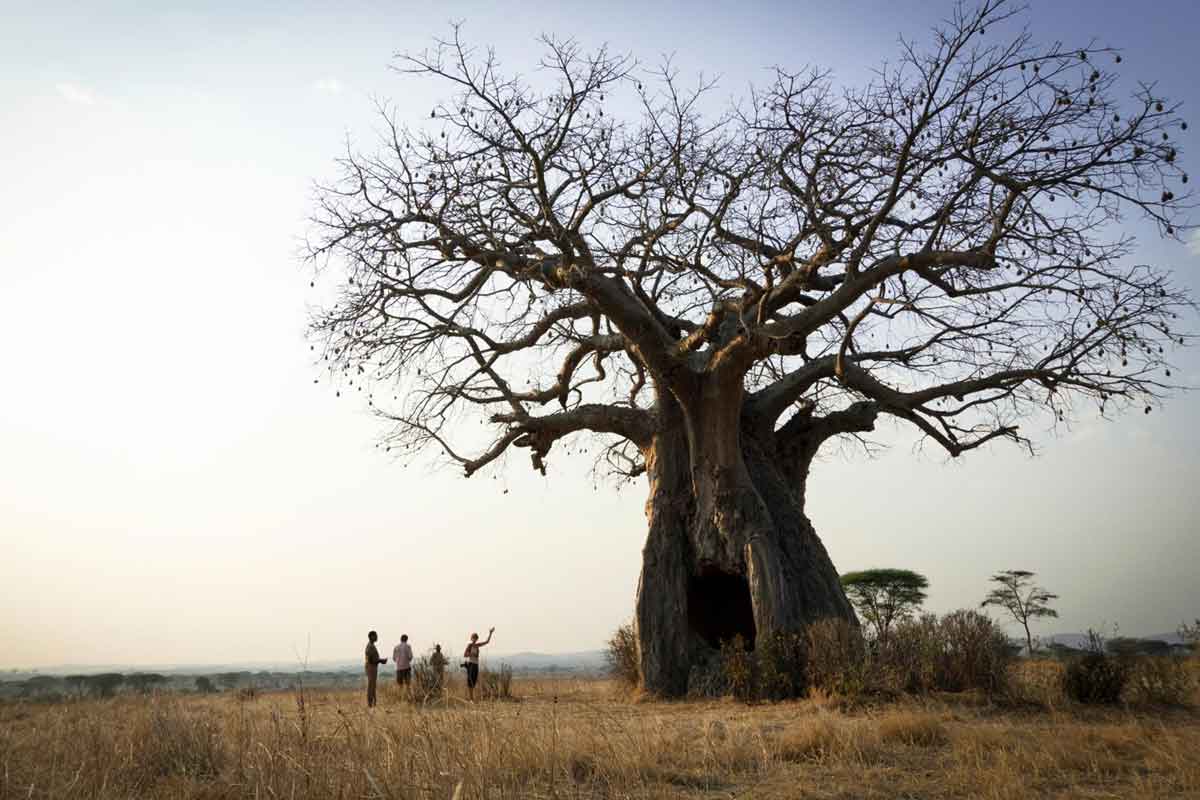 Safari in Southern Tanzania -Kigelia Ruaha