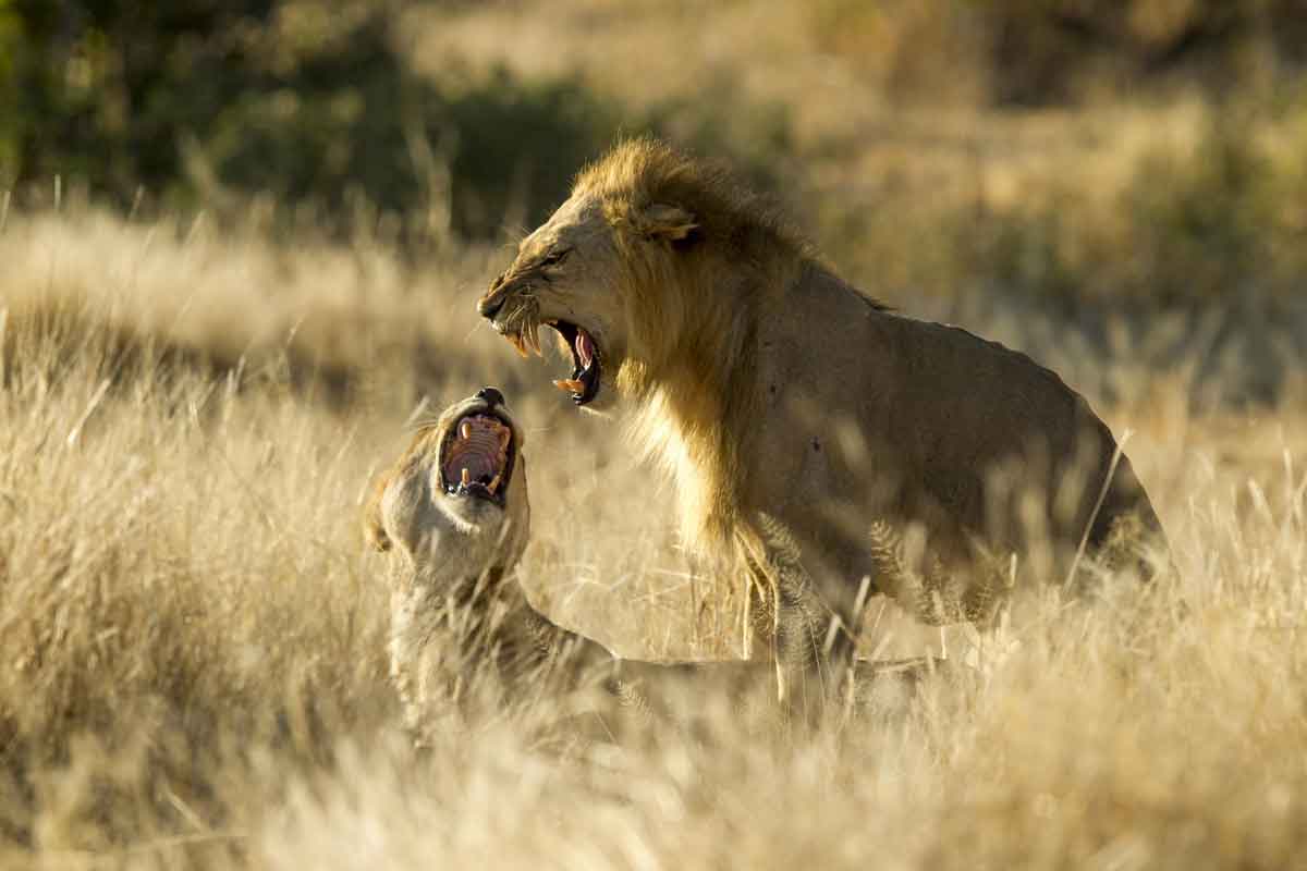 Safari in Southern Tanzania -Kigelia Ruaha