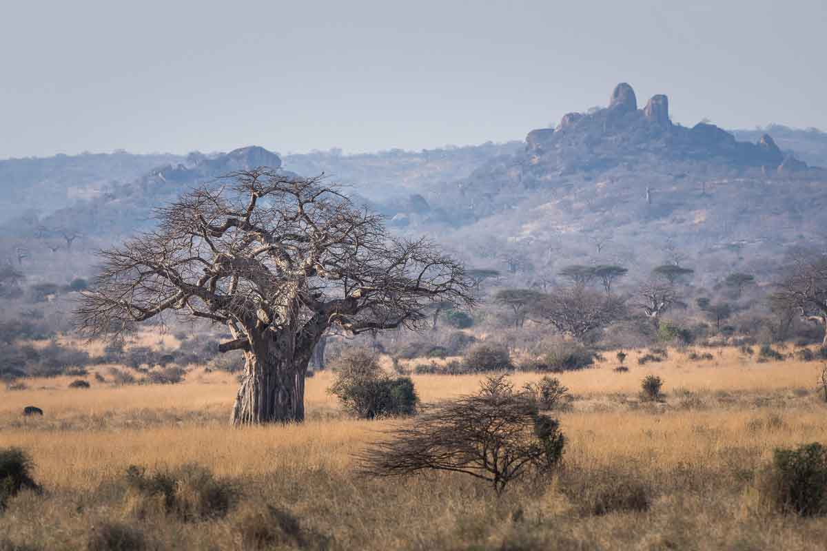 Safari in Southern Tanzania -Kigelia Ruaha