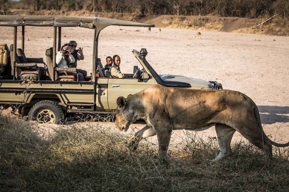 Safari in Southern Tanzania -Kigelia Ruaha