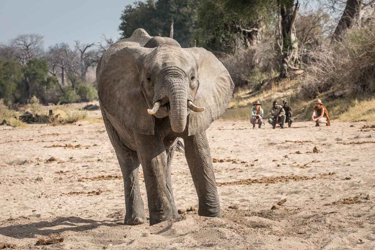 Safari in Southern Tanzania -Kigelia Ruaha