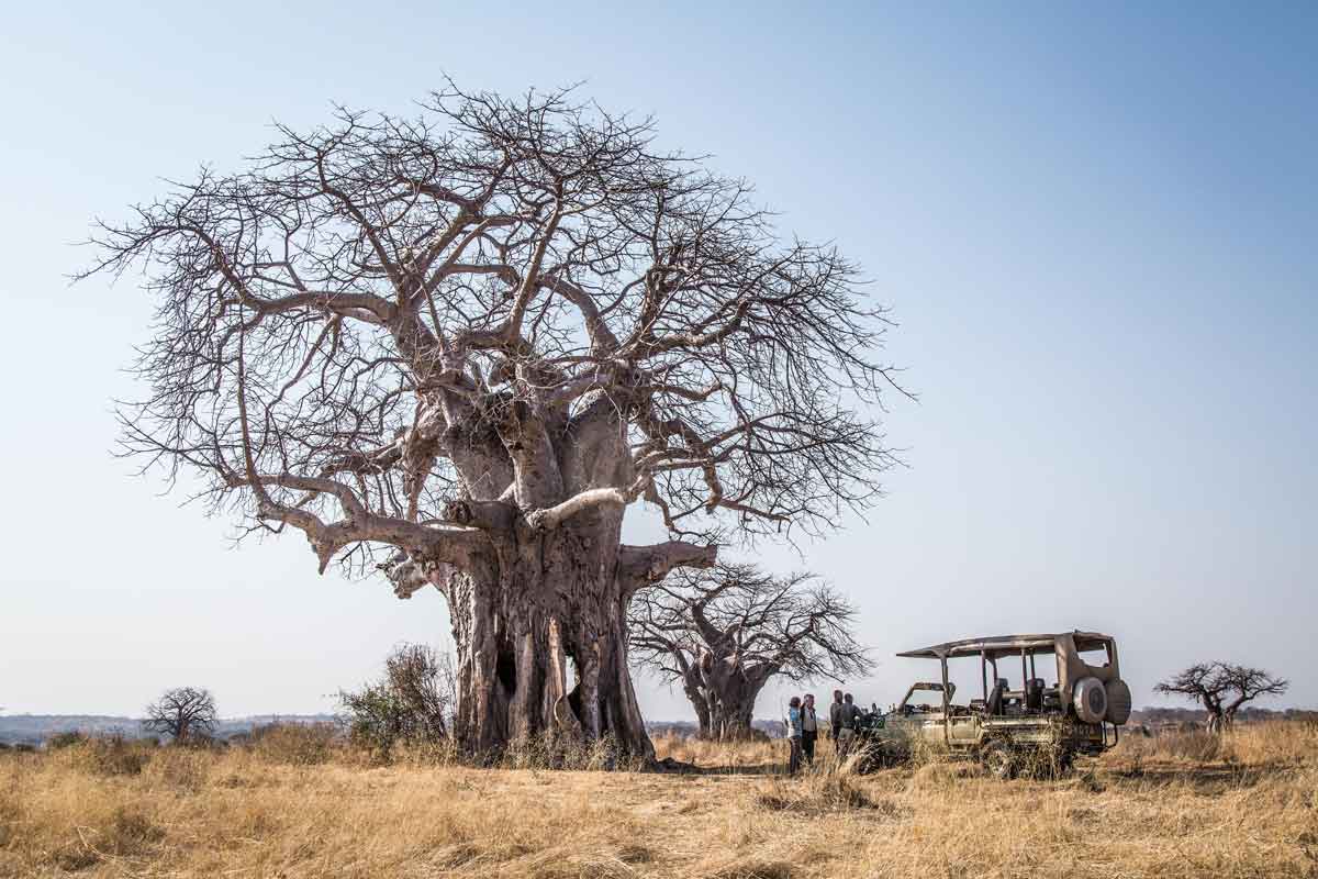 Safari in Southern Tanzania -Kigelia Ruaha