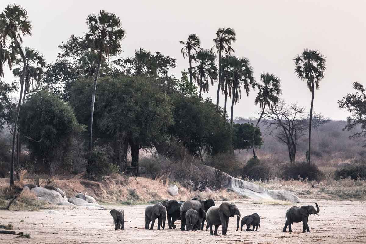 Safari in Southern Tanzania -Kigelia Ruaha