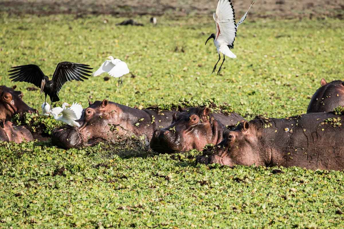 Safari in Southern Tanzania Sand Rivers Selous