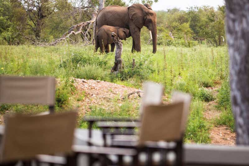 Top 10 Klaserie Safari Lodges Simbavati Camp Amani