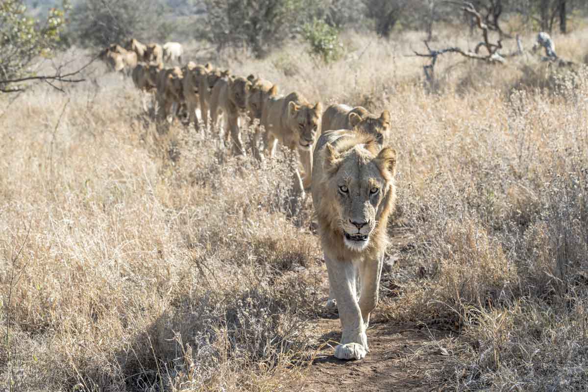 Singita Kruger National Park 