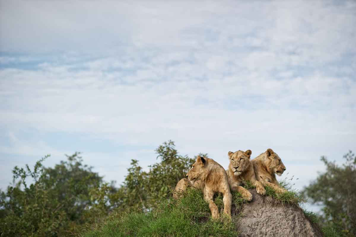 Singita Kruger National Park 