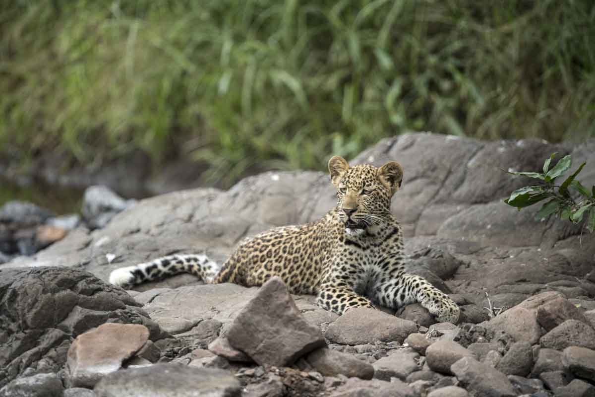 Singita Kruger National Park