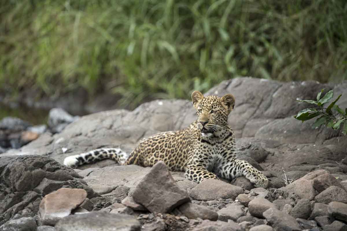 Singita Kruger National Park 