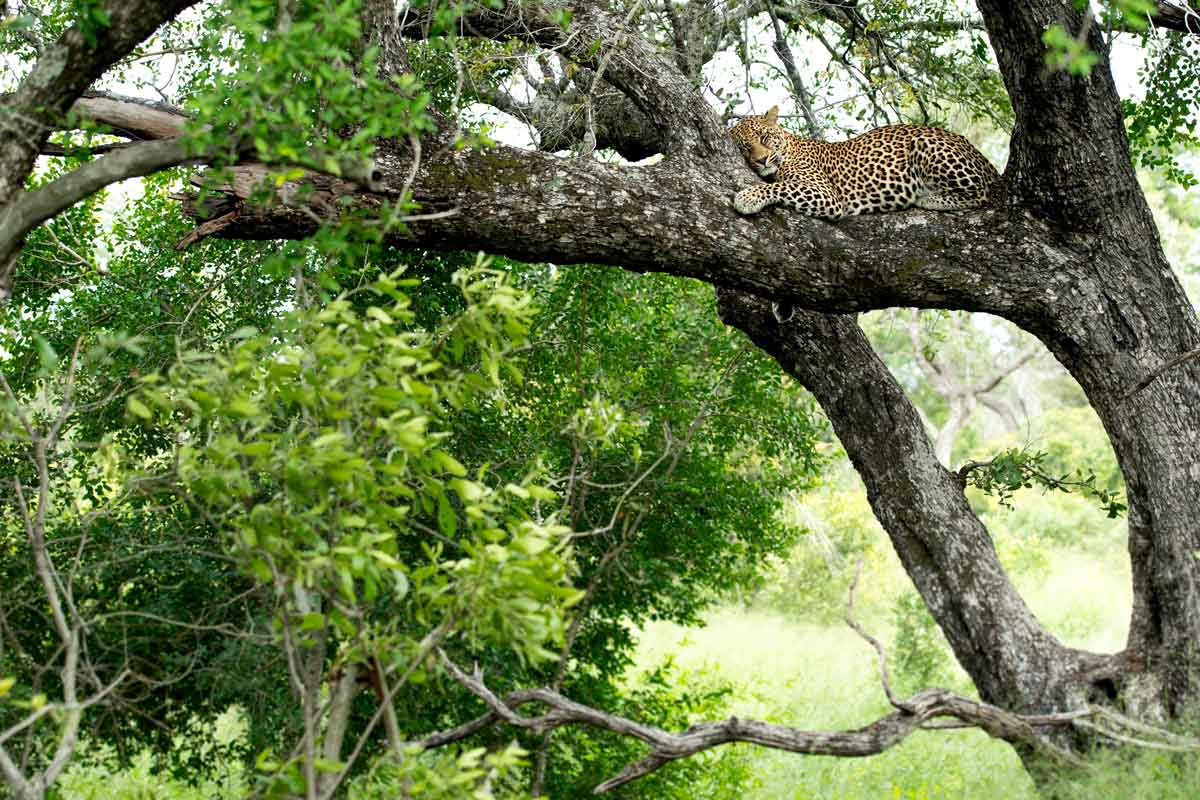 Singita Sabi Sand