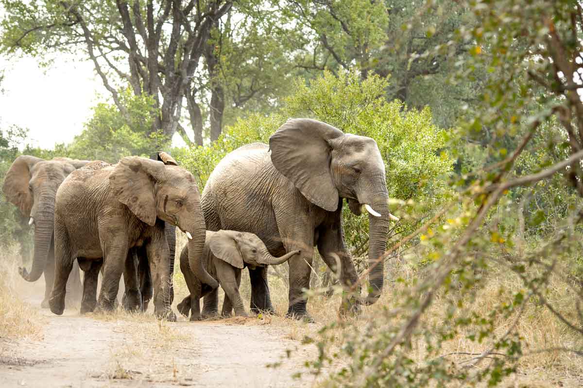 Singita Sabi Sand