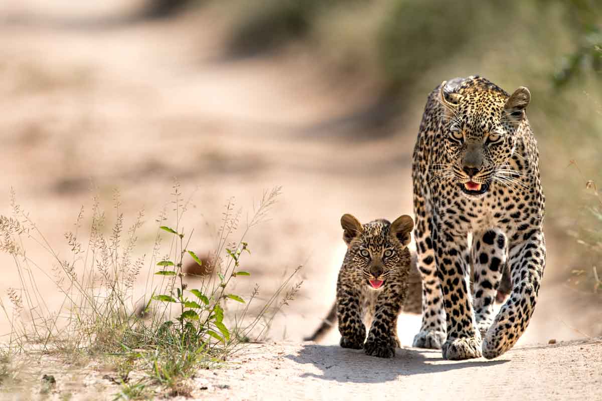 Singita Sabi Sand