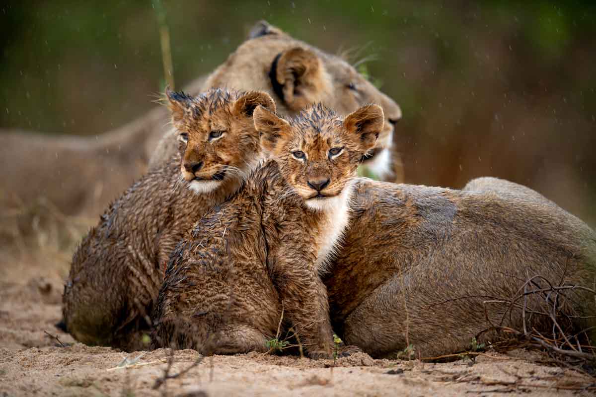 Singita Sabi Sand