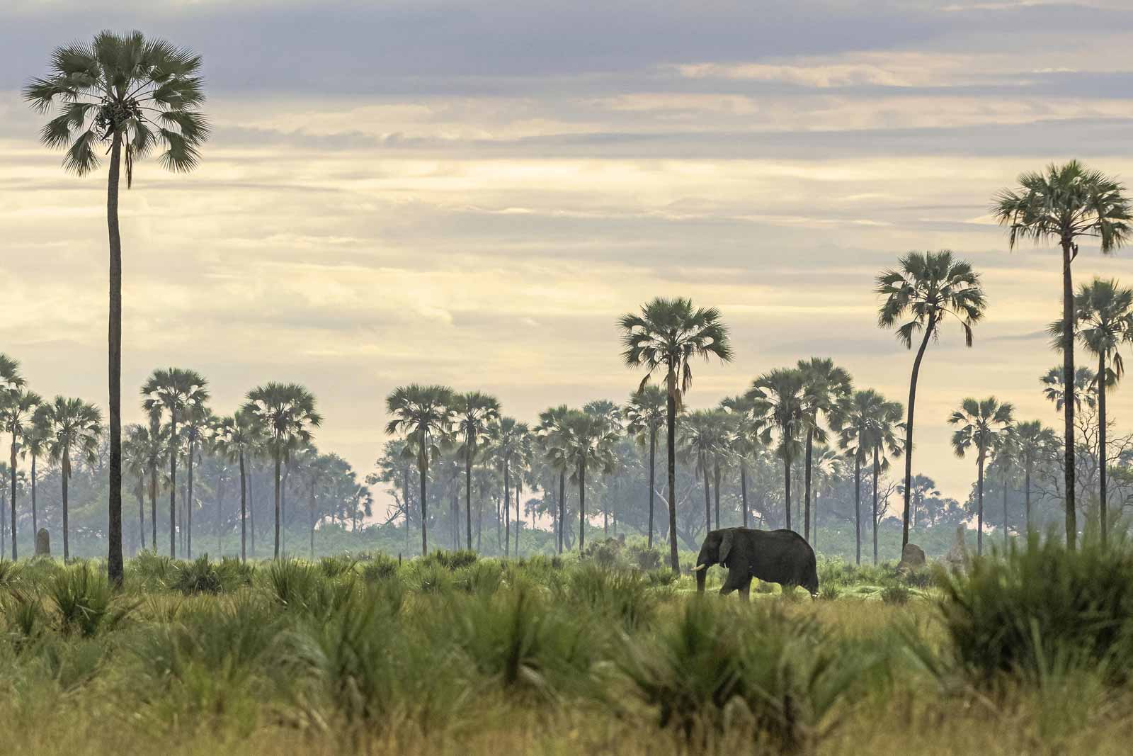 Botswana Tours and Safaris