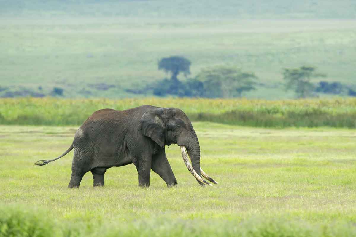 Nomad Entamanu Ngorongoro