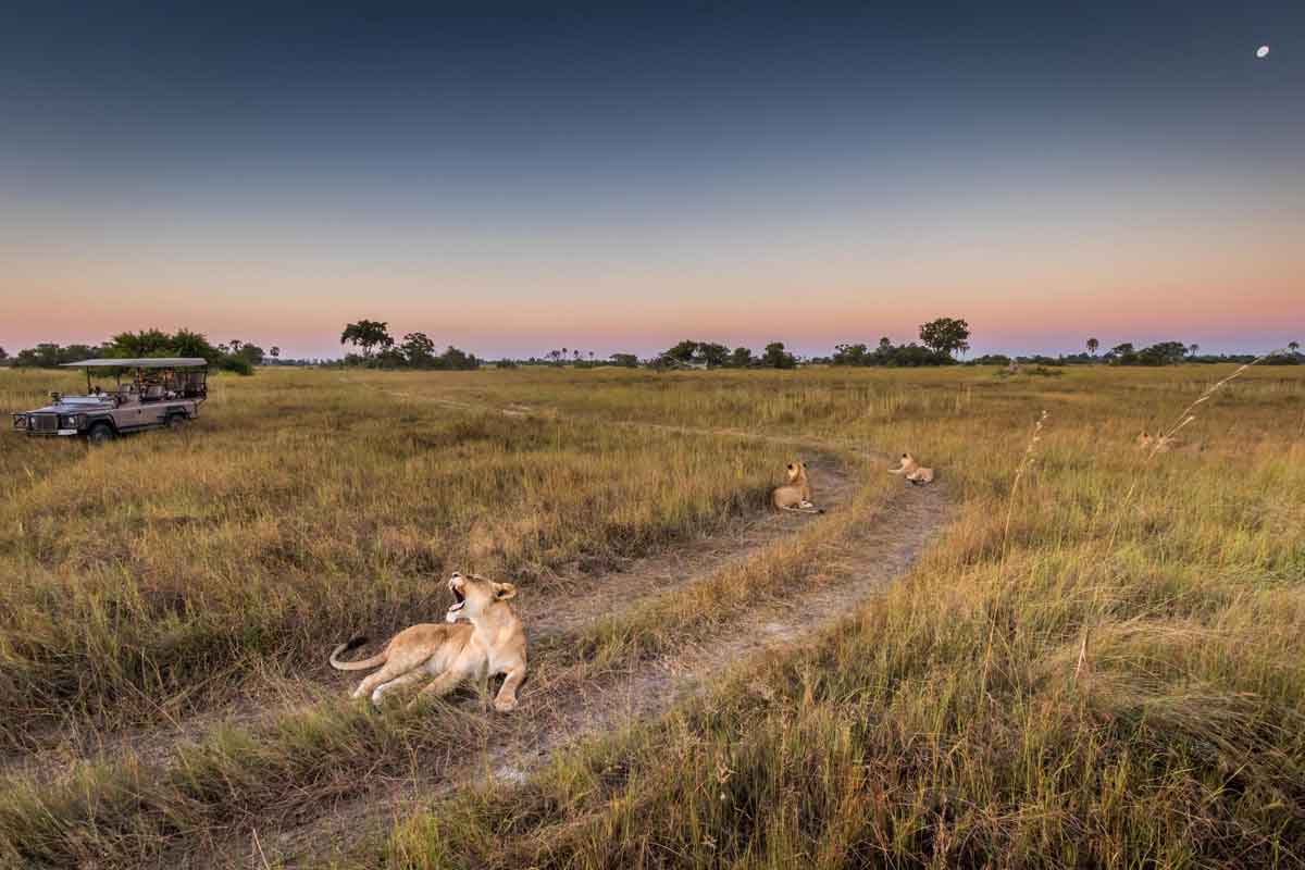 Affordable Okavango Delta Safari - Mboma Island Expeditions