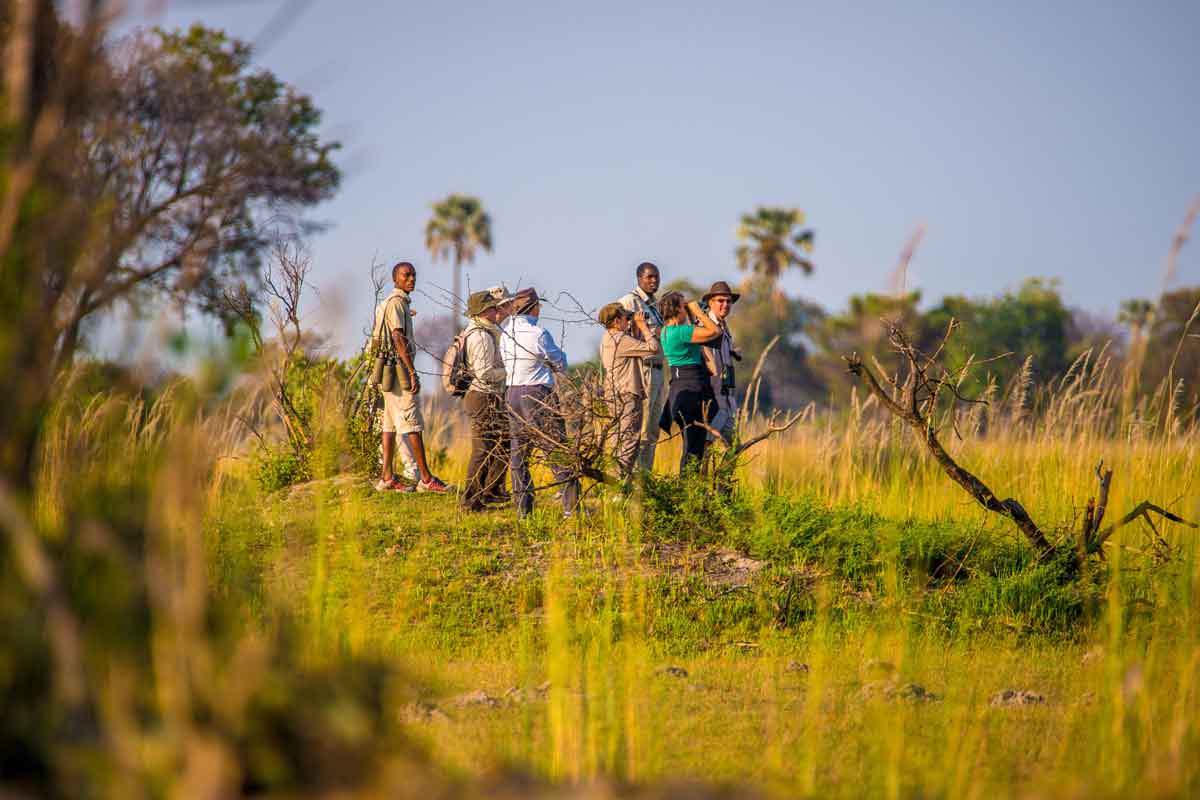 Affordable Okavango Delta Safari - Oddballs Enclave