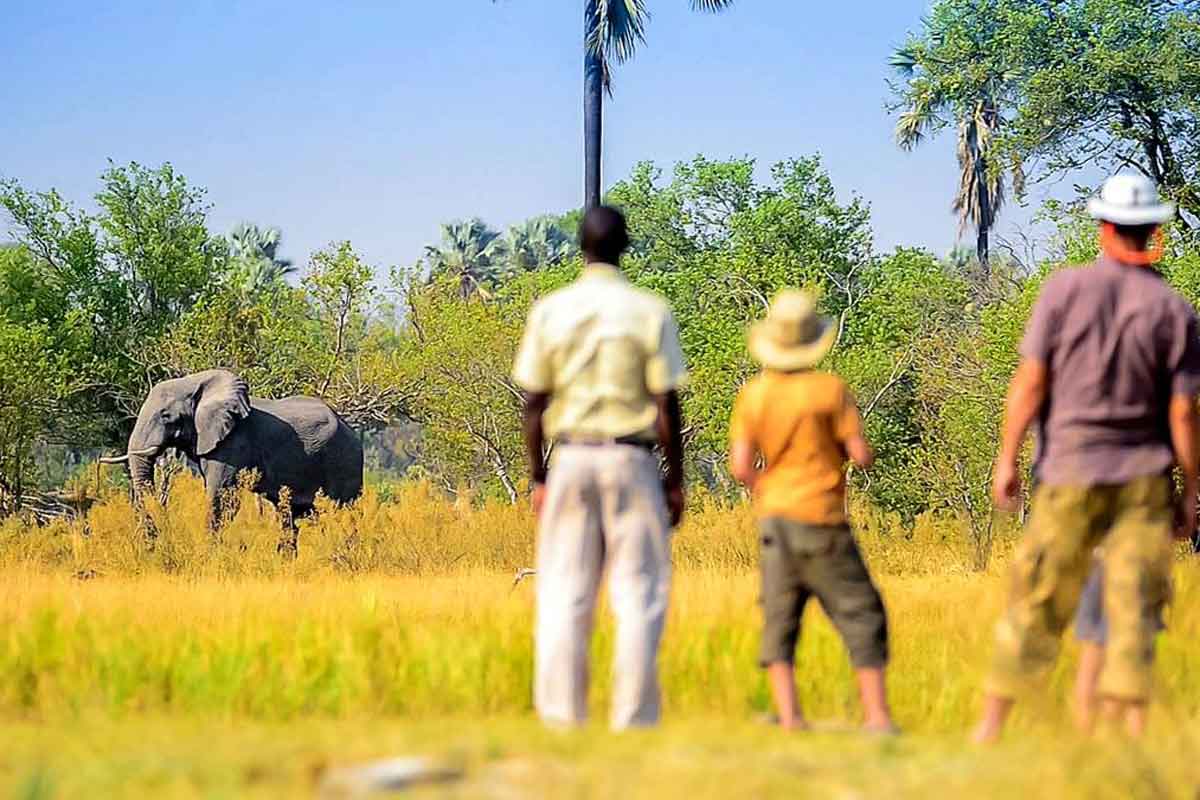 Affordable Okavango Delta Safari - Oddballs Enclave