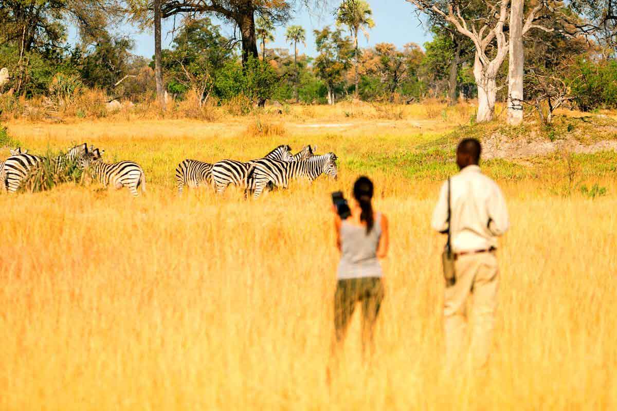 Affordable Okavango Delta Safari - Oddballs Enclave