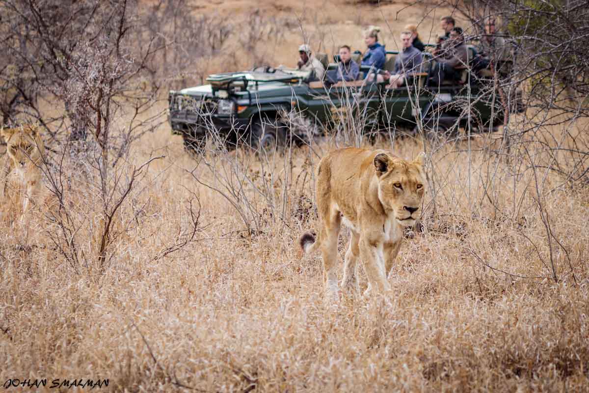 Authentic Kruger Safari Shindzela Tented Camp 