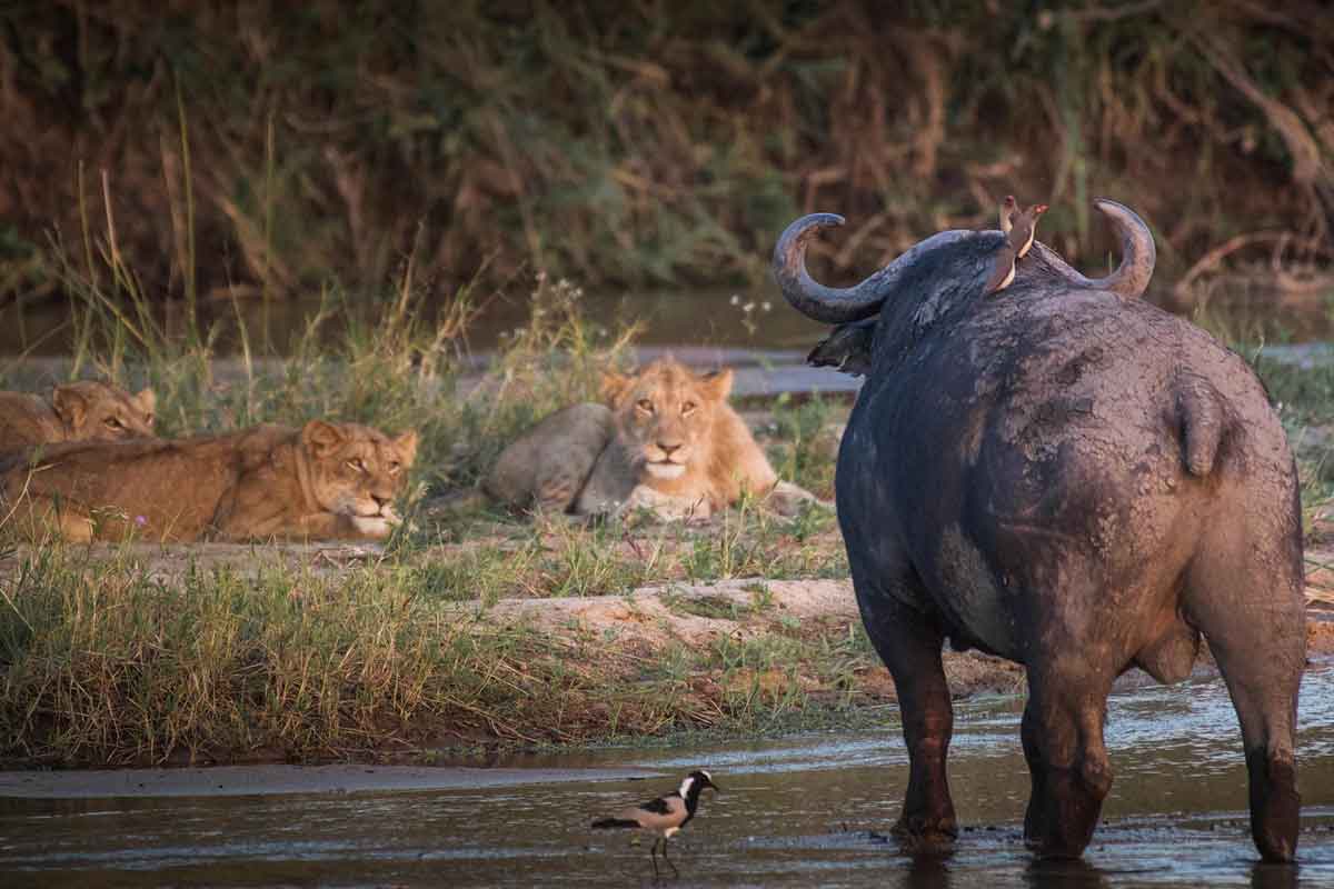 MalaMala Game Reserve