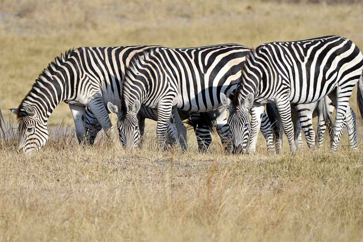 Classic Hwange Safari - Deteema Springs Camp