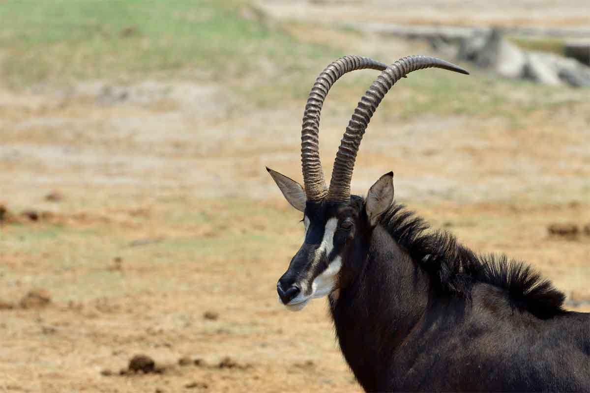 Classic Hwange Safari - Deteema Springs Camp