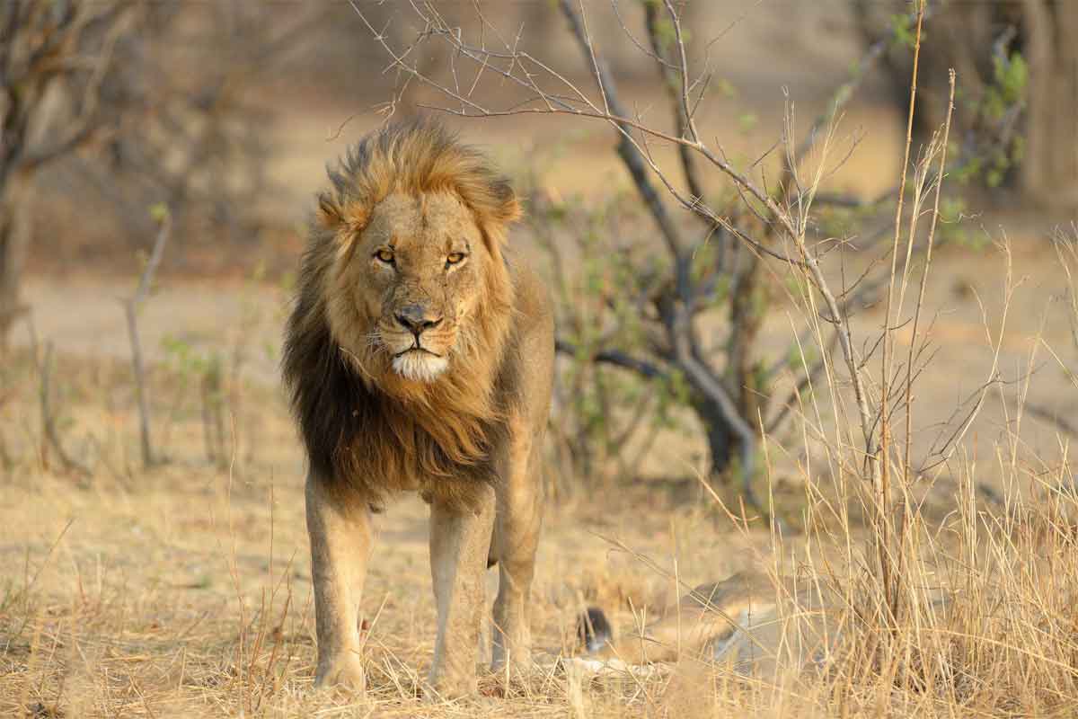 Classic Hwange Safari - Verneys Camp