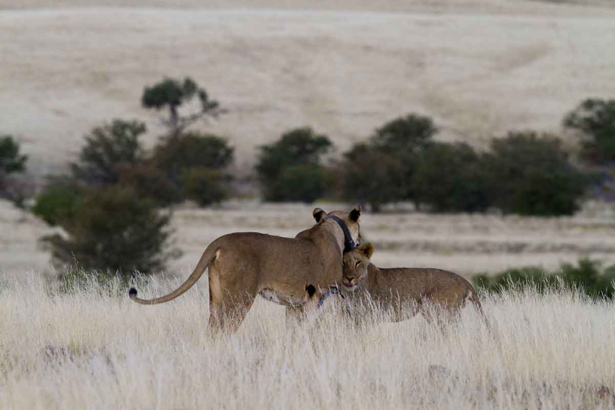 Classic Namibia-Desert Rhino Camp