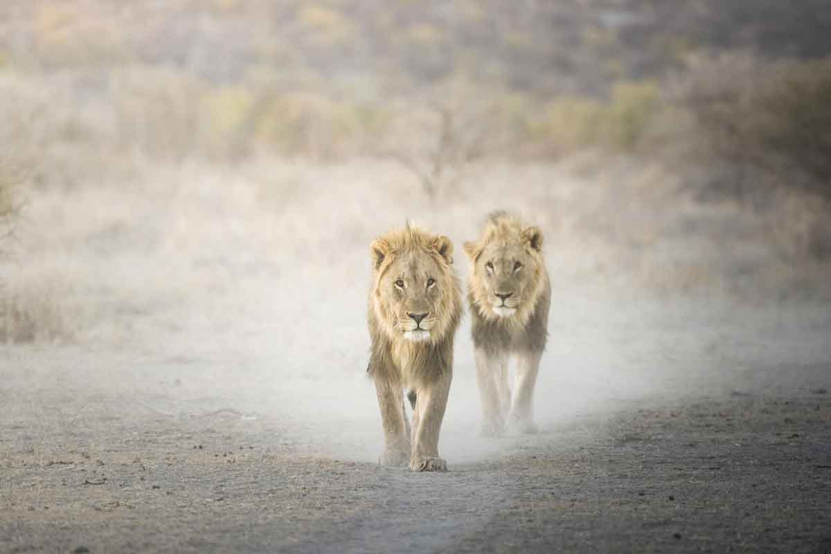 Classic Namibia Safari-Ongava LodgeClassic Namibia Safari-Ongava Lodge