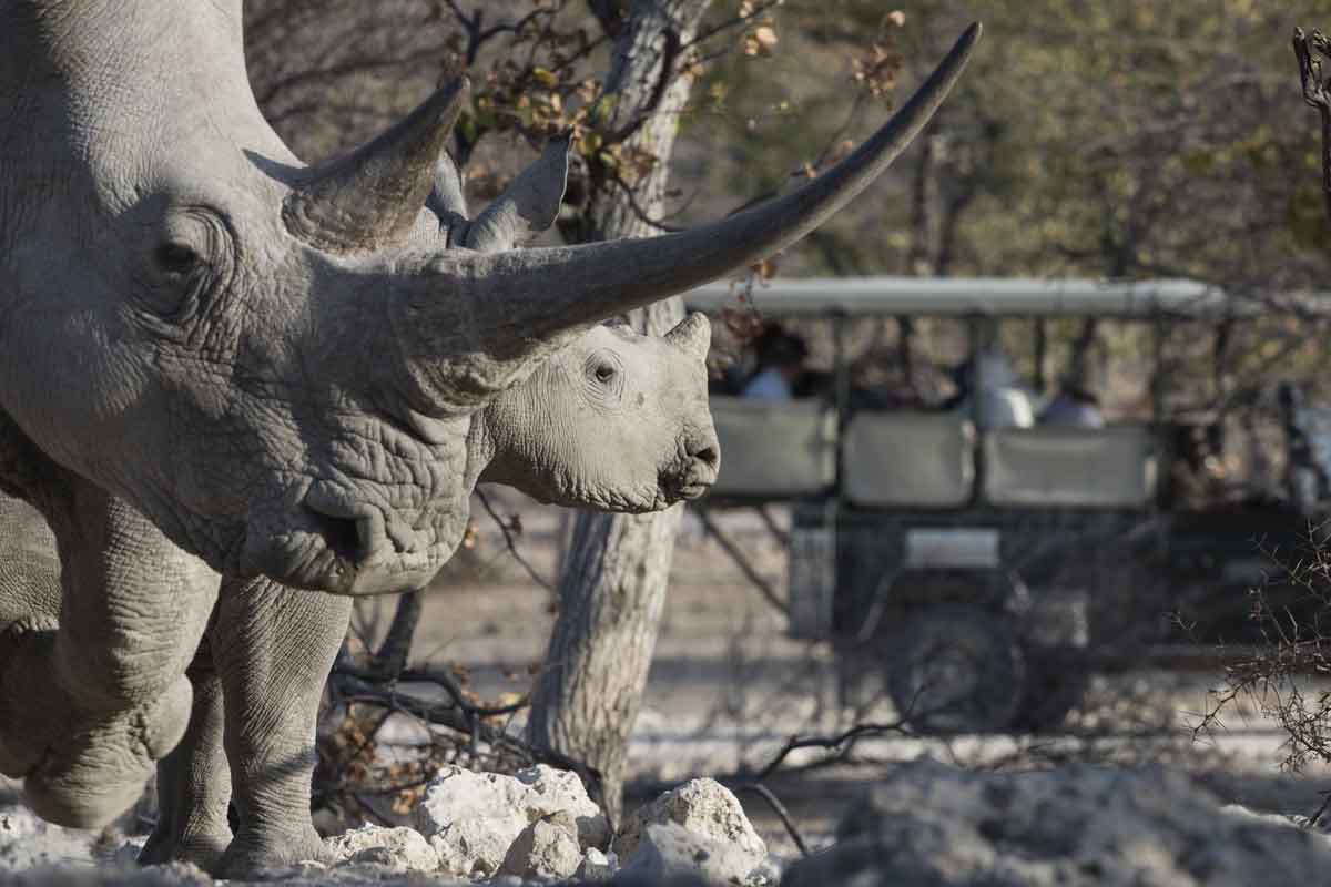 Classic Namibia Safari-Ongava Lodge