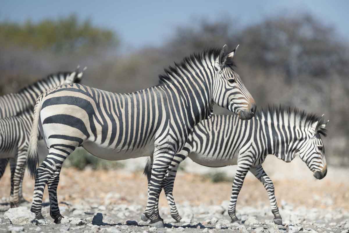 Classic Namibia Safari-Ongava Lodge