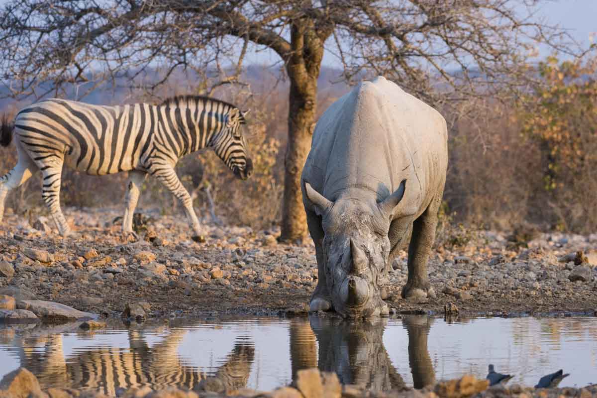 Classic Namibia Safari-Ongava Lodge