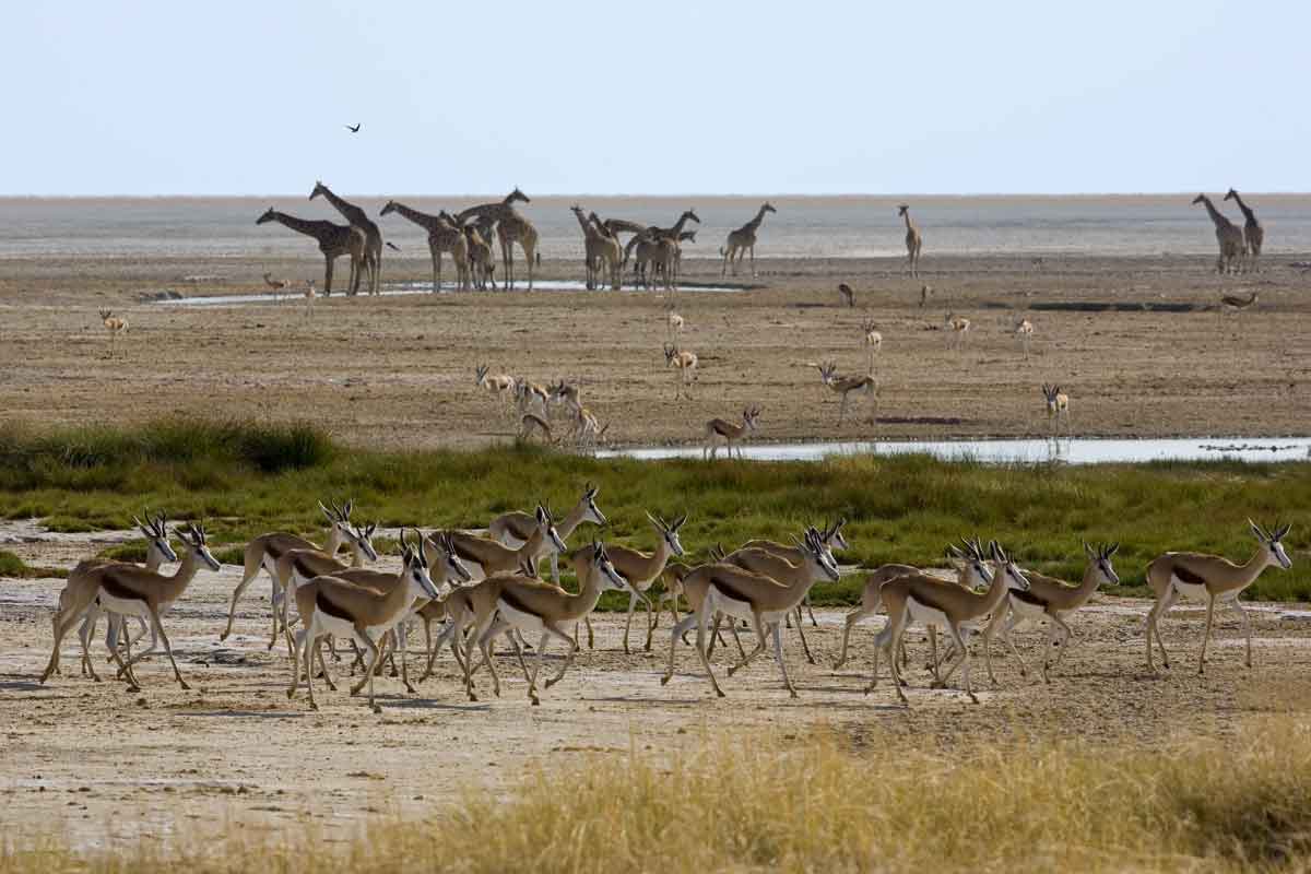 Namibia Safari-Etosha Safaris 