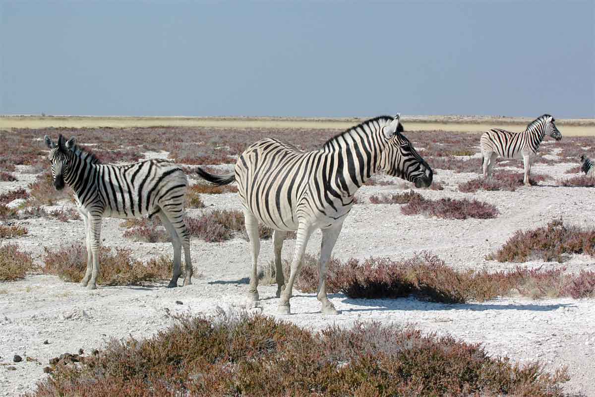 Namibia Safari-Etosha Safaris 