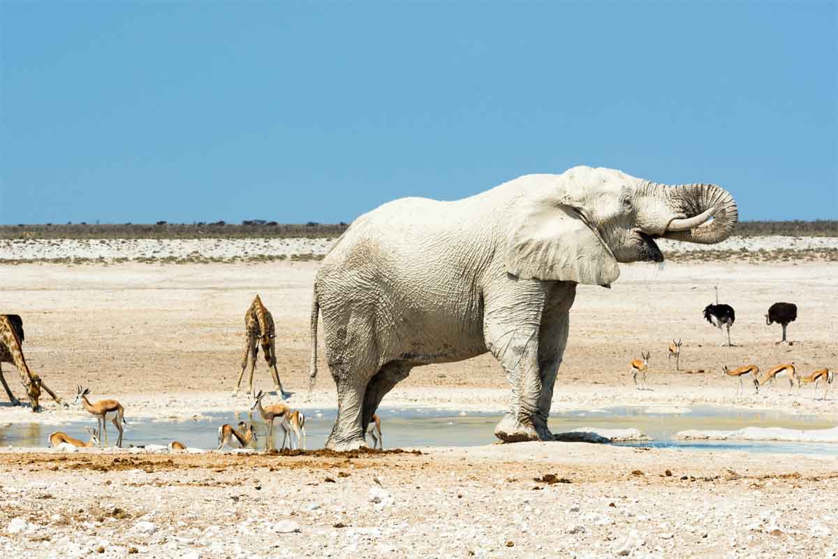 Namibia Safari-Etosha Safaris