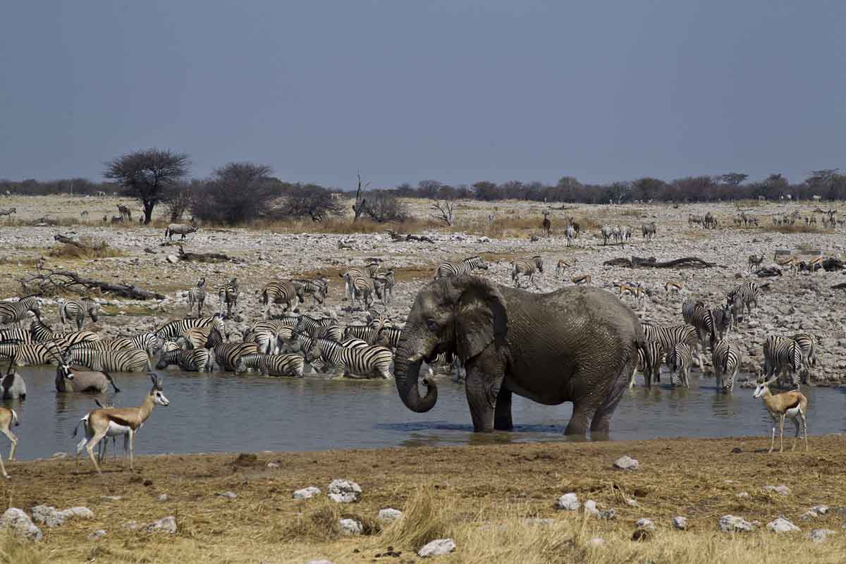 Namibia Safari-Etosha Safaris 