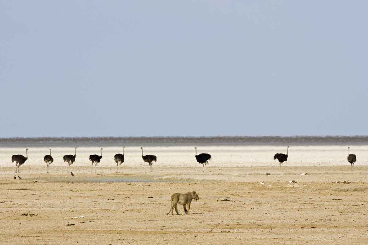 Namibia Safari-Etosha Safaris 