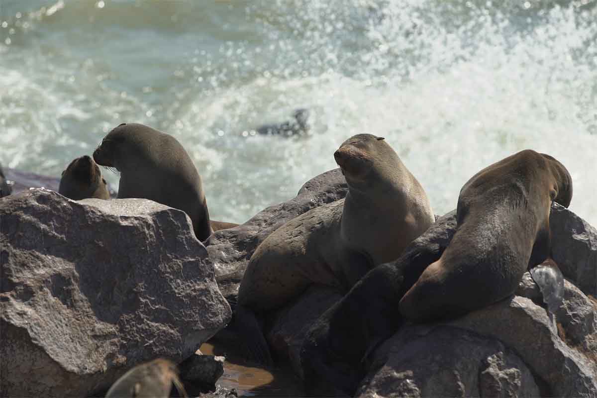 Namibia Safari-Skeleton Coast