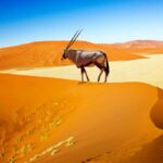 Namibia Safari-Sossusvlei