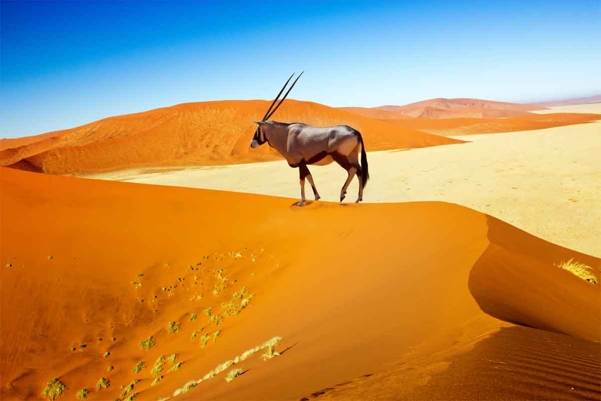 Namibia Safari-Sossusvlei