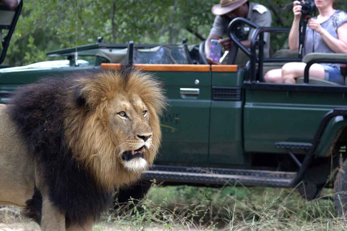 Top 5 Karongwe Safari Lodges