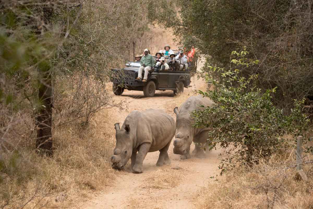 Top 5 Karongwe Safari Lodges