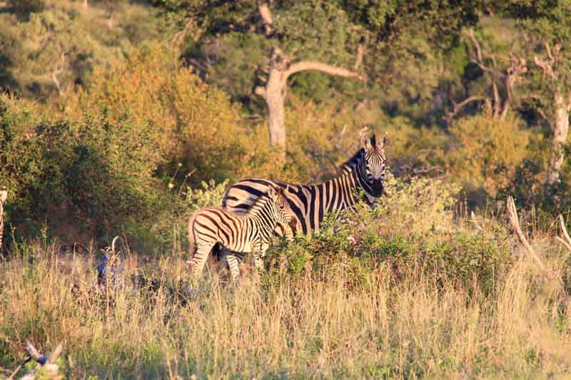 The Safari was Wonderful