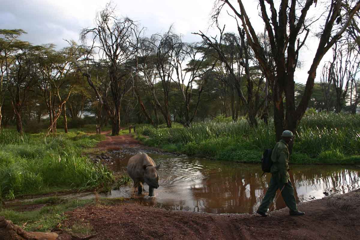 Kenya Conservation Safari-Lewa House