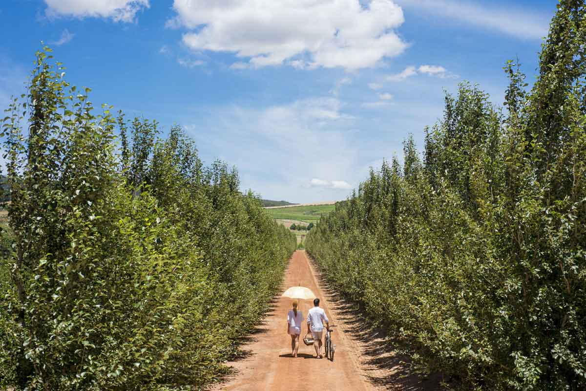 Babylonstoren Farm Hotel