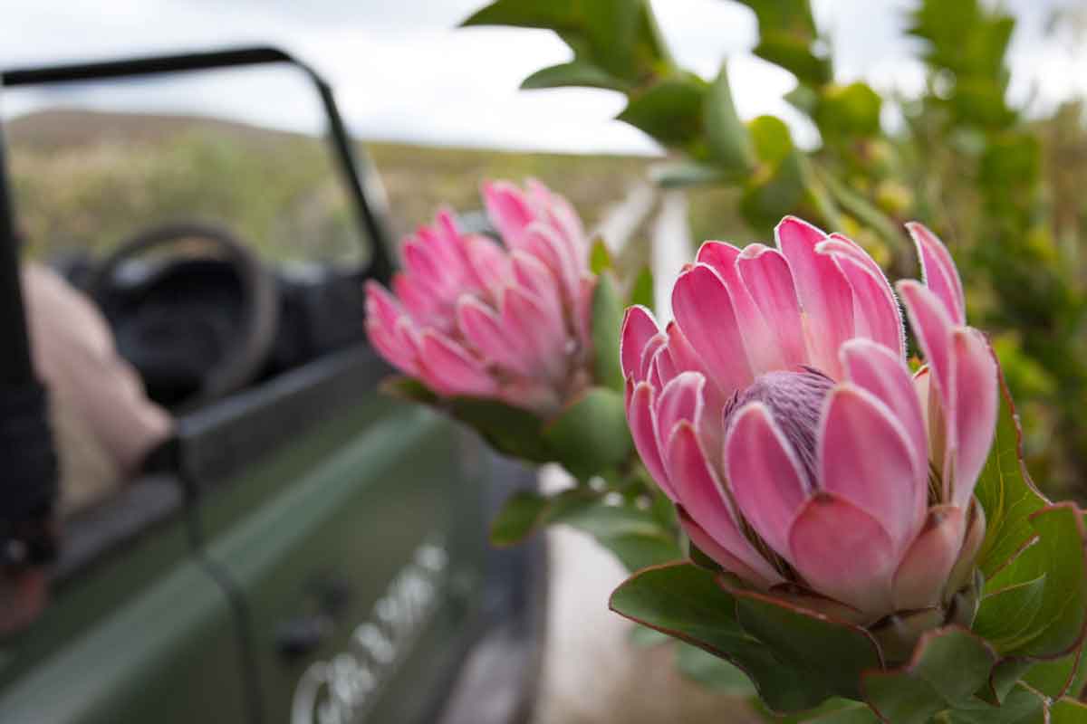 Grootbos Fynbos Lodge