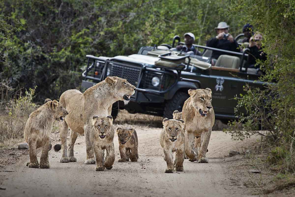 Londolozi Varty Camp